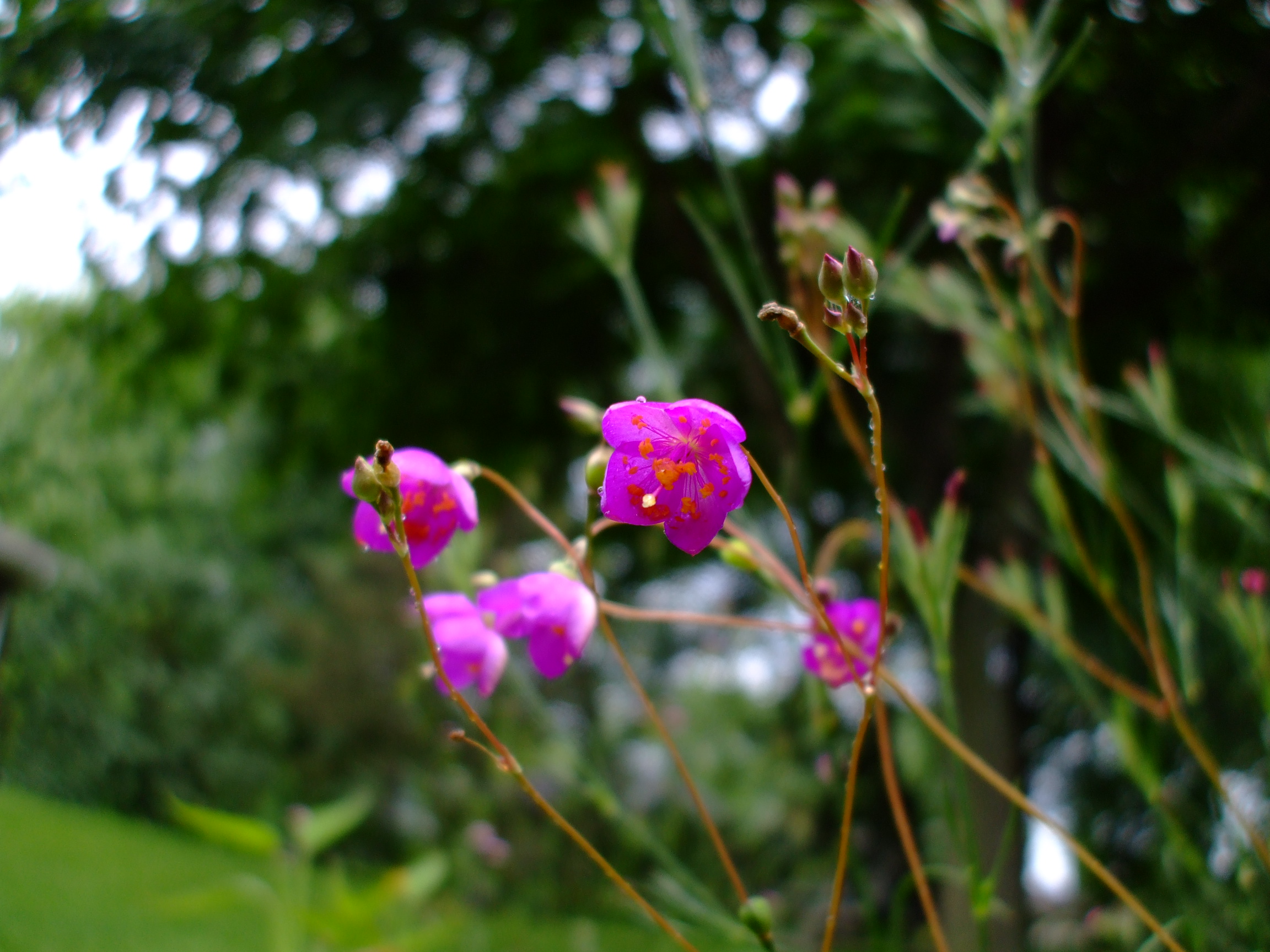 Talinum calycinum